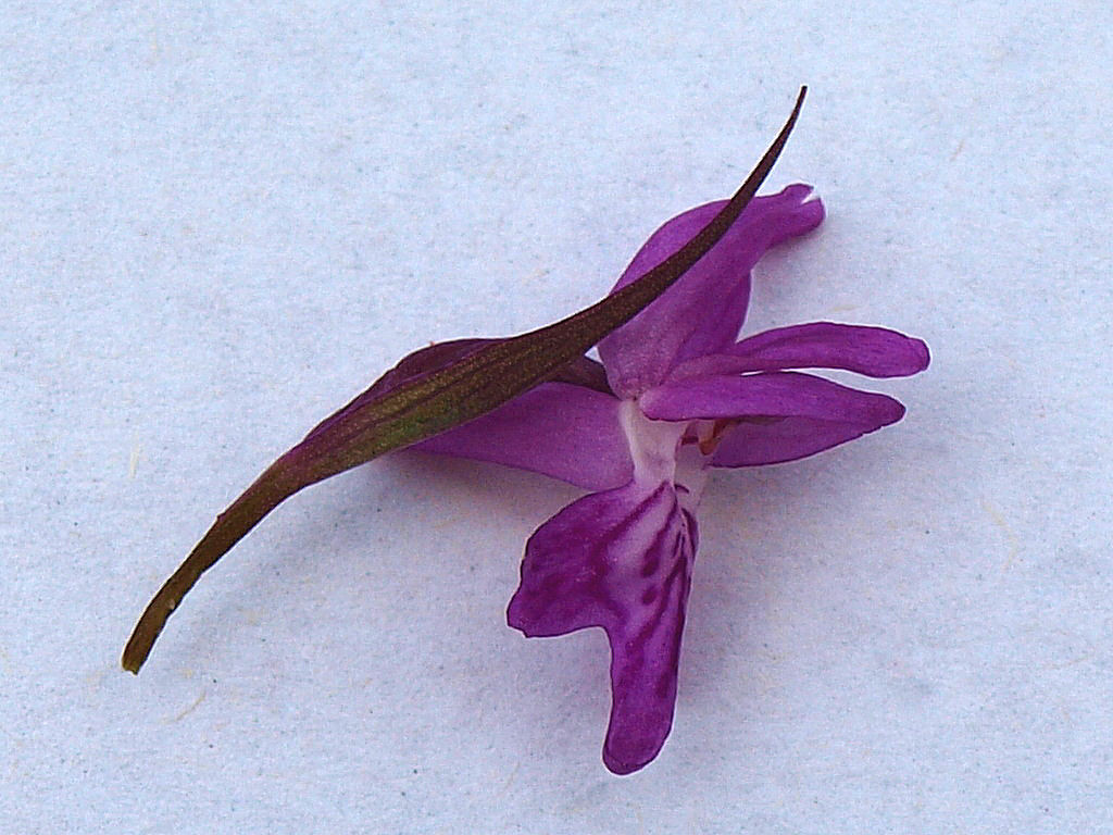 Dactylorhiza traunsteineri / Orchide di Traunsteiner